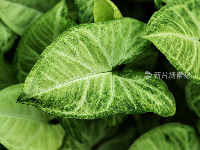 syngonium，叶绿色背景，叶，自然，叶，syngonium podophyllum schott